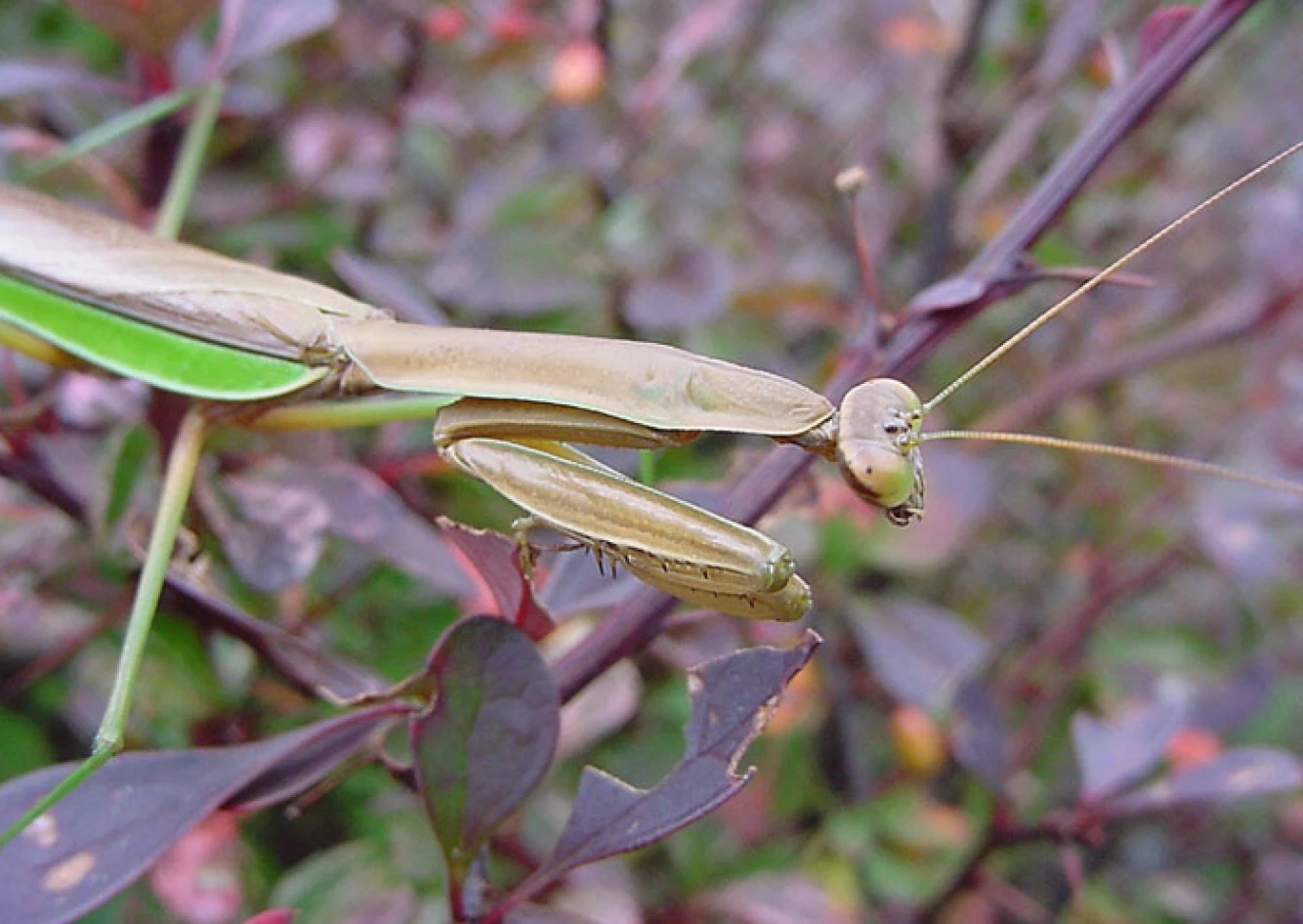 Praying mantis on a leafy branch.