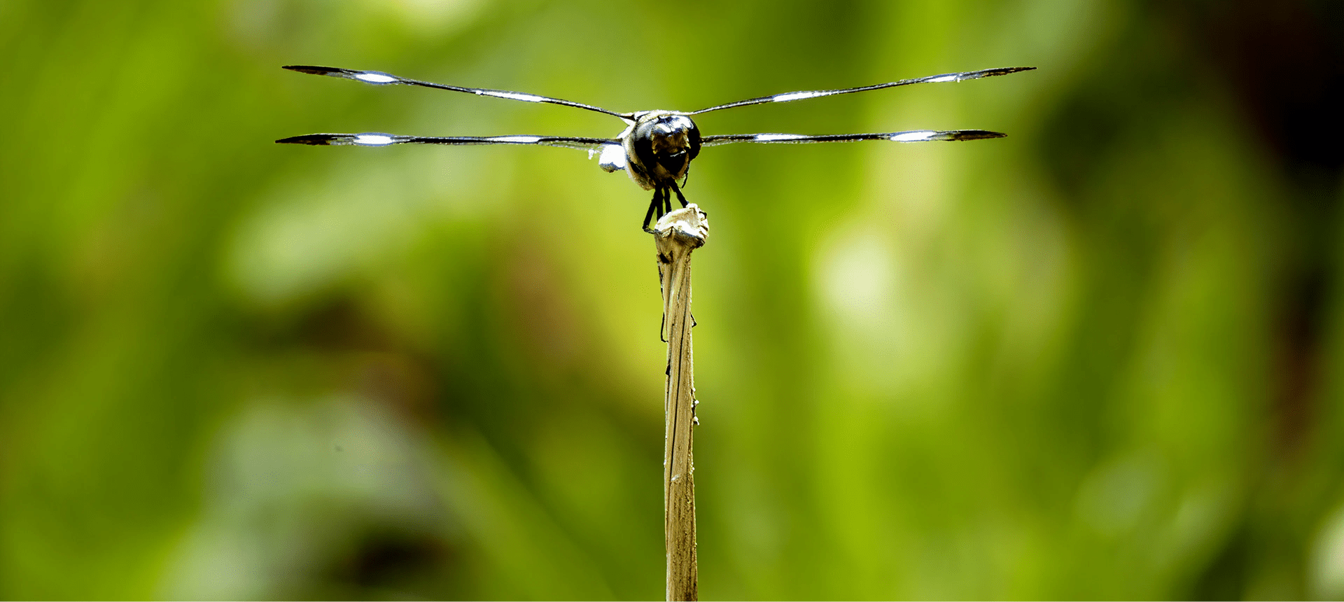 Close-up of dragonfly resting on stem