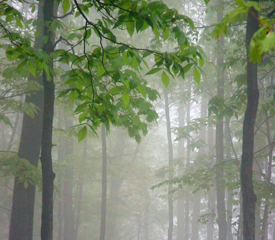 Misty woodland scene with tall trees