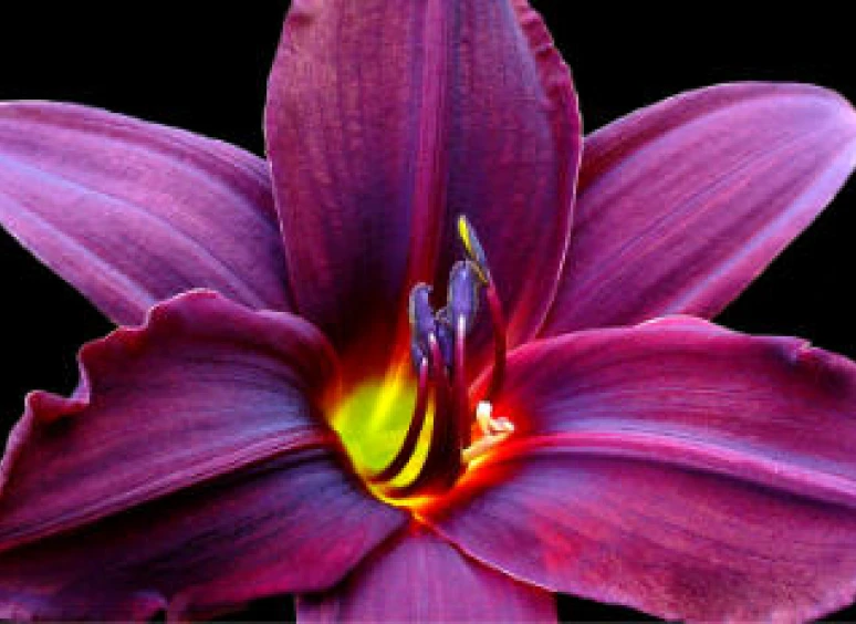 Purple flower with glowing center