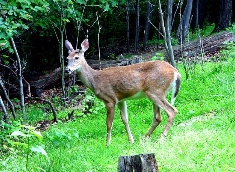 Young deer standing in wooded area