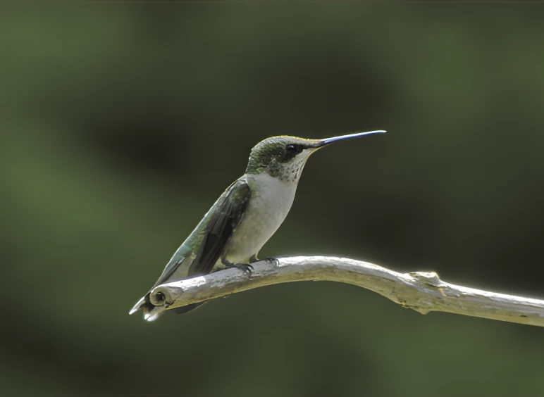 Hummingbird perched on a branch