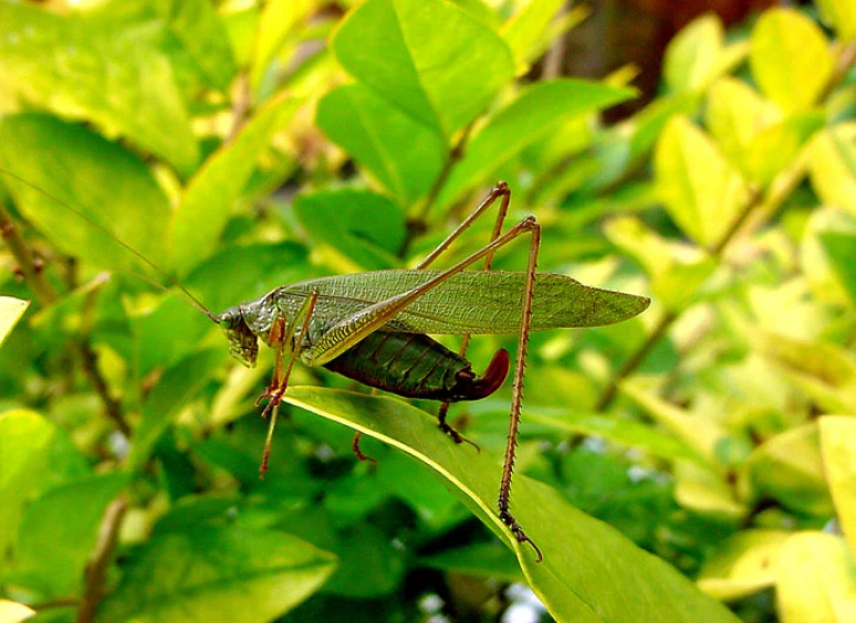 Grasshopper perched on green leaves